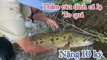 Thăm câu bất ngờ dính con cá lóc to chà bá#Đồng kho quê tôi vlog