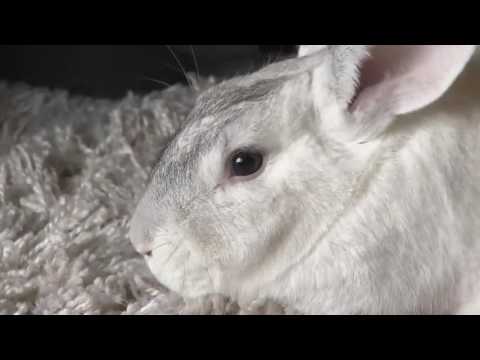 Video: Rabbit rescue organization dealing with bunnies abandoned after