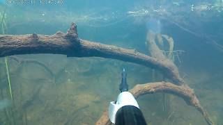 подводная охота 07 - 20.  Щука  - Голавль! Вода как в аквариуме