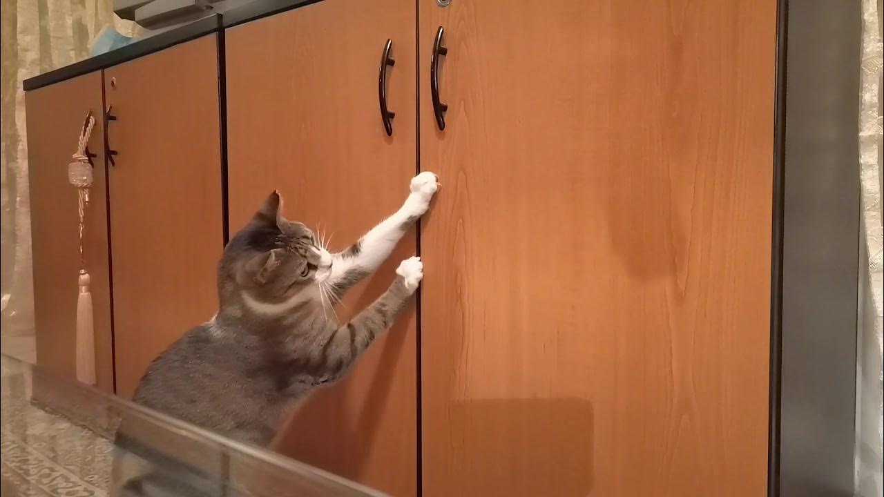 Cat Chasing Shadows The Shadow Chaser YouTube