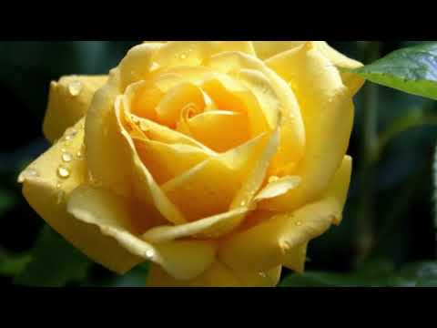 Chinese songs [4] เซียนเหยียนว่านอวี่