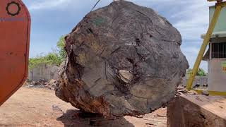 El proceso de procesamiento de un árbol grande y productos elaborados con árboles de grado 10.