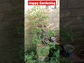 How is My Simple and Beautiful Jade Plant 80 #shorts