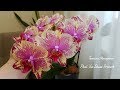 Обильное цветение моих орхидей часть 2 | Flowering of my orchids | Орхидея | Orchids