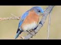 Eastern Bluebird Call Song Sounds Eastern Bluebird Call Song Sounds