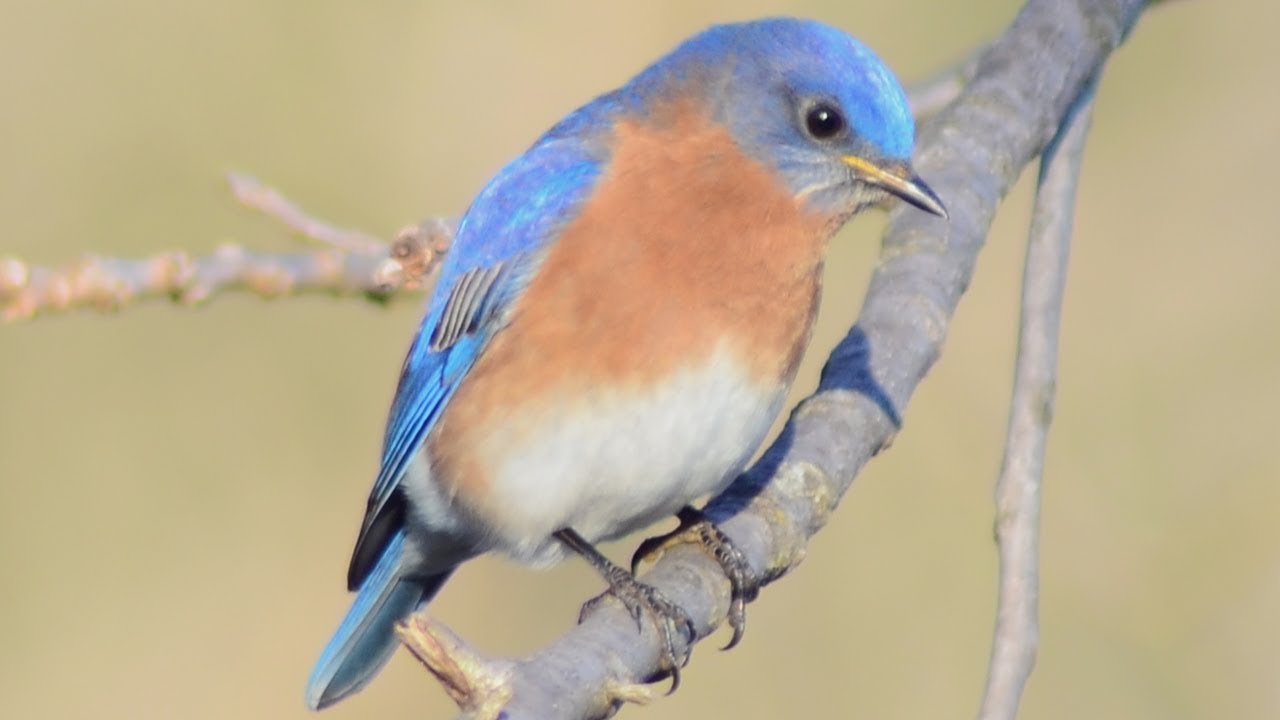 Eastern bluebird call / song / sounds 