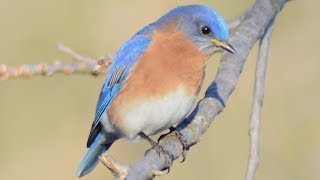 Eastern bluebird call / song / sounds