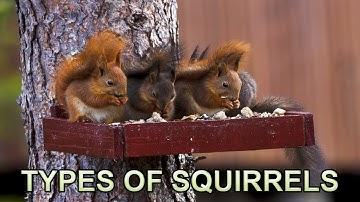 Types of Squirrels - Tree & Ground Squirrels, Animal and Nature Relax