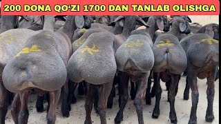 200 DONA QO‘ZI TALAN TAROJ BO‘LYAPTI SHOSHILING