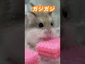 ハムスター軍団にウエハース置いてみたらwww#shorts