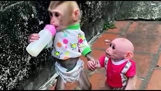 Little two baby monkeys 🐒