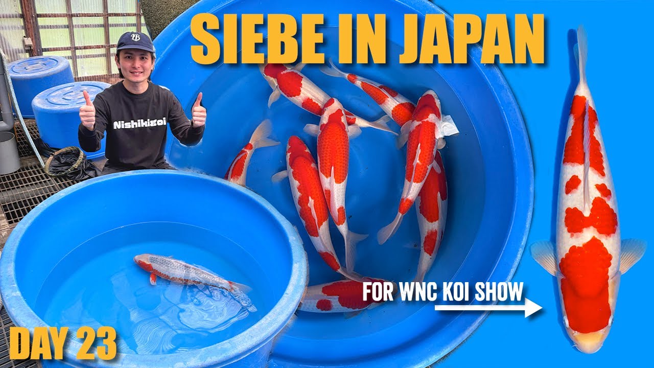 NOGAMI Sansai Harvest - Hosokai TOP Asagi | Siebe In Japan Day 23