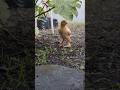 DOC ayam brahma usia -/+ 2minggu
