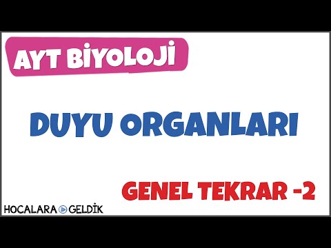 İnsan Fizyolojisi / Duyu Organları