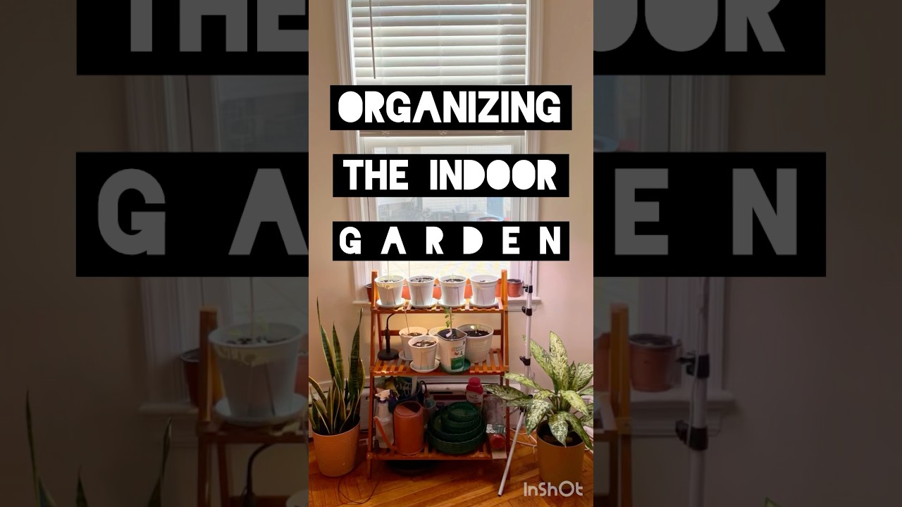 Things are Always Changing Inside || Evolution of my Growing Space