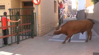 VACAS DE ARRIAZU EN LAS CALLES DE CORTES (NAVARRA) 5 -10 2013