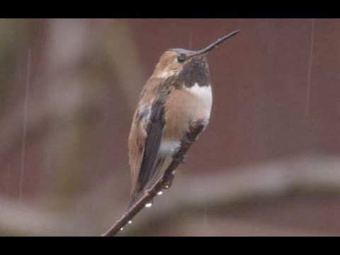 Male Allens Hummingbird in Heavy Rain 4K Demo Reel V24357