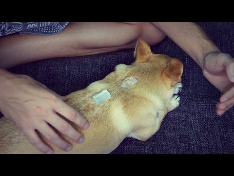 Crystal Reiki Healing on my Dog (ASMR)