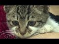 子猫の涙…母猫が亡くなり、寂しすぎて号泣する子猫がの姿があまりに切ない【世界が感動！涙と感動エピソード】