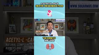 l-carnitine nerve regeneration A Potential Aid In Nerve Regeneration