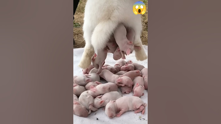 baby of pig , delivery#shorts#video