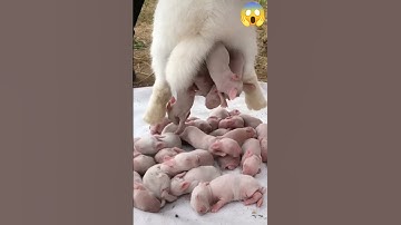 Thumbnail of baby of pig , delivery#shorts#video