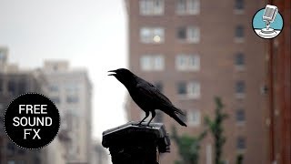 The Crow in the City Sound Effect | Sound Masters 🎵