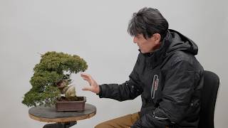 Shohin Shimpaku Juniper Restyling #1: Design Concept and Jin Creation