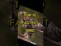 🦅Top 10 fastest bird