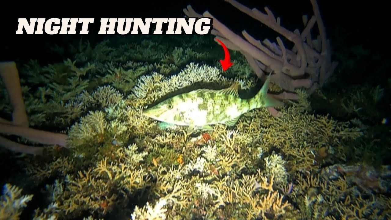 NIGHT HUNTING || BANTON ROMBLON || MEL SPEARFISHING TV!