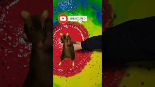 Dont Blink This Color Explosion Is Perfect