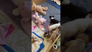 Bulterier Łobuzy Z Kamionki Fci Pieskie Życie