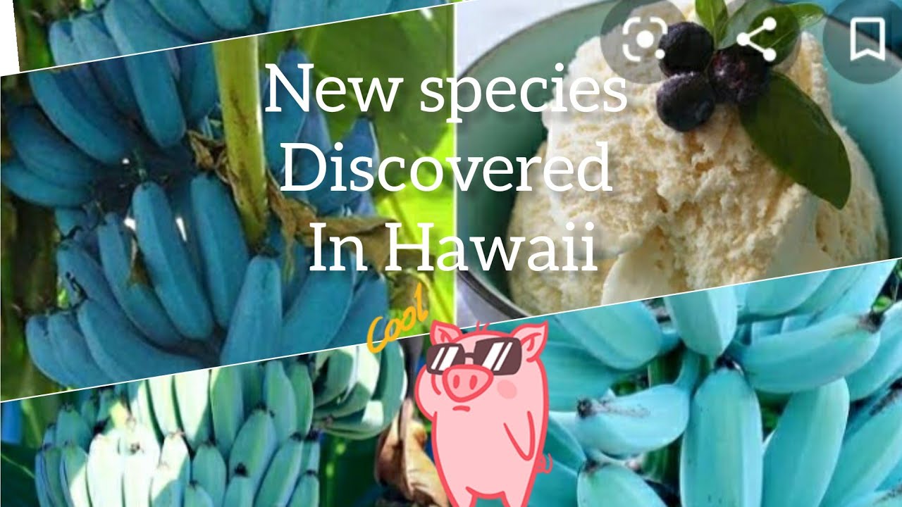 new species of banana blue banana hybrid in Hawaii YouTube