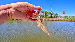 Fishing a LIVE! SHRIMP in the Bayou for our DINNER! [Catch, Clean, Cook Red Drum]