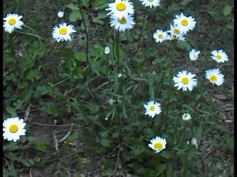 სახსოვრად პოეტ ჯუბა გოგრიჭიანს ..