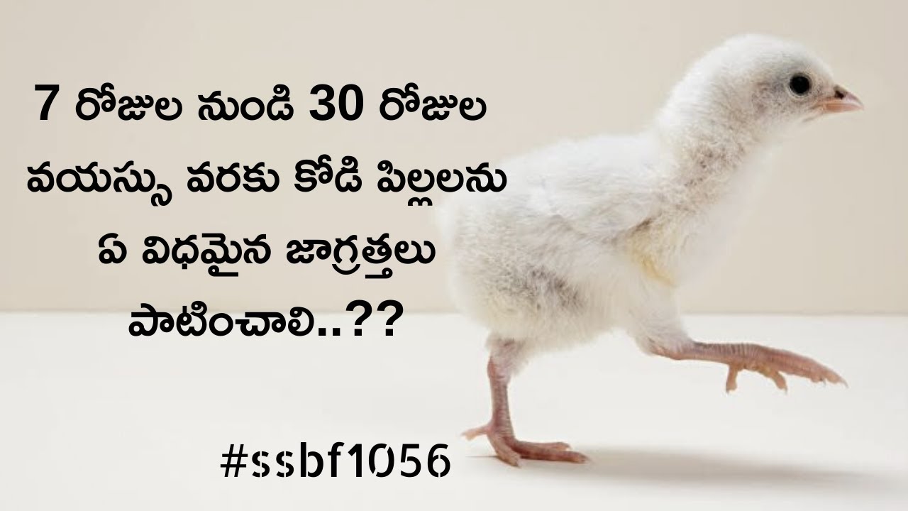 7 రోజుల నుండి 30 రోజుల వరకు కోడి పిల్లలలో తీసుకోవాల్సిన జాగ్రత్తలు | SSBF | chick maintenance