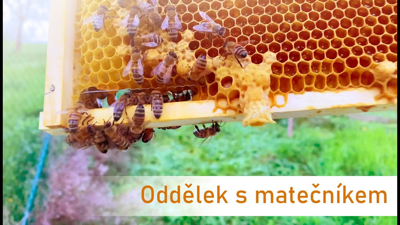 033 - 1 Rychlý oddělek s matečníkem/ Splitting Hives with queen cell! (3. 5. 2022)