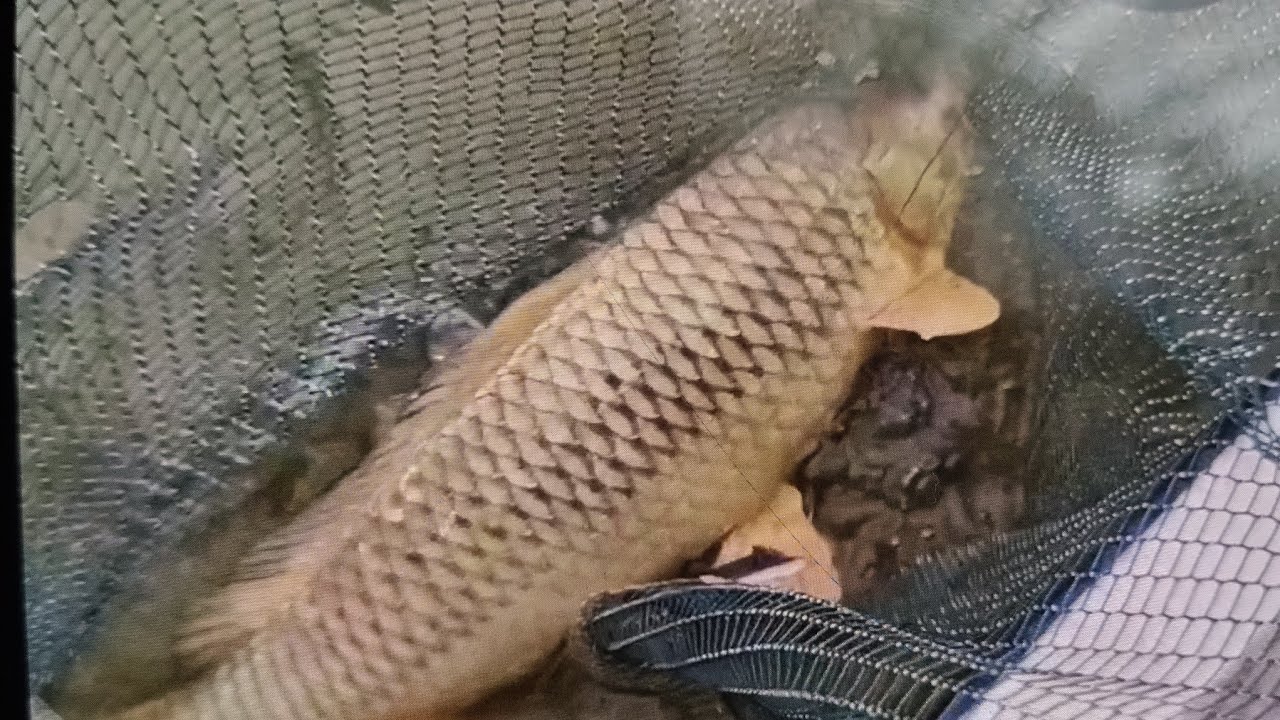 Pescuit la Dunăre!!! Schimbăm strategia schimbăm categoria...