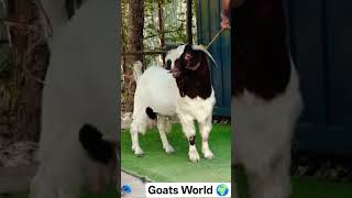 (Ansari Zaki) #azgoatfarm #2026short #beautifulgoats #explore #animals #whitegoat #goattrading #like