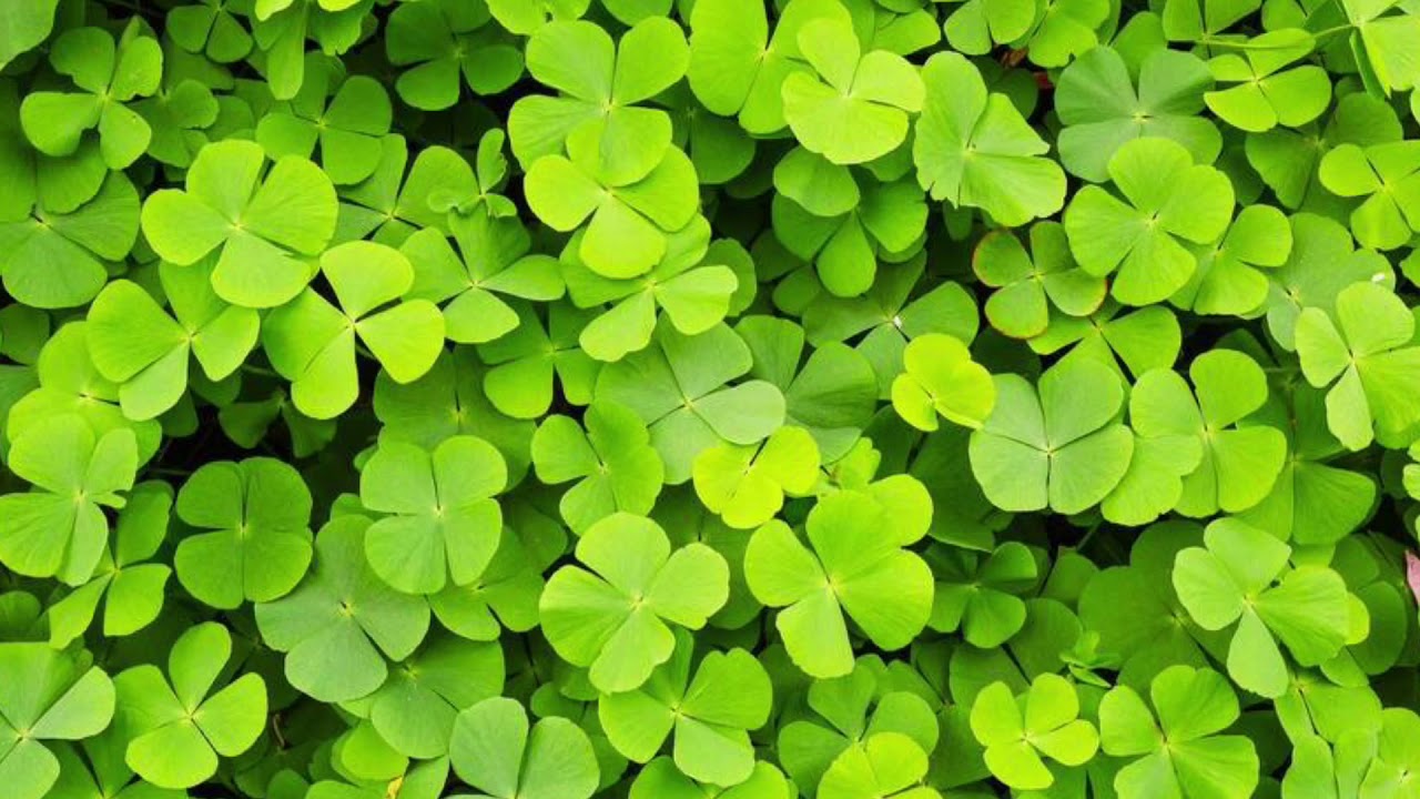 Clover (Official Audio) - YouTube