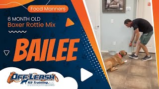 6mo Boxer Rottie Mix Bailee ~ Best Boxer Rottweiler Trainers ~ Off Leash K9 Training Phoenix