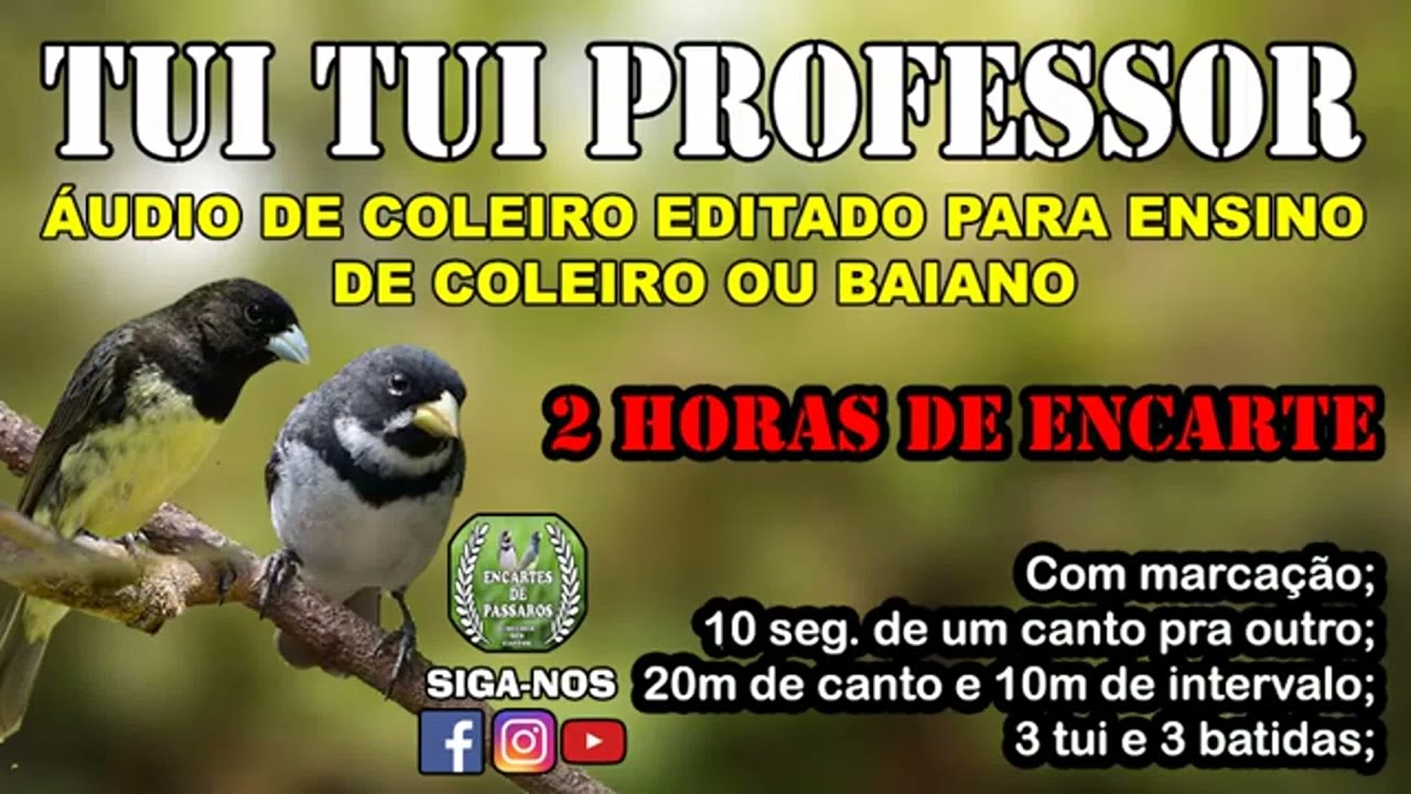 TuiTui #coleiro PROFESSOR -- Para Ensinar filhotes de Coleiro e #papacapim Baiano