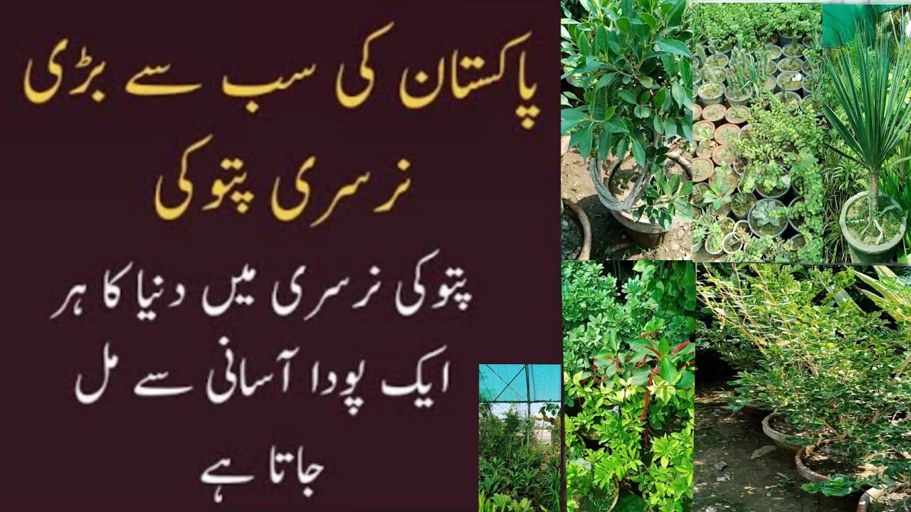 pattoki nursery farm pakistan bigest nursery farm. part 1 YouTube