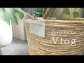 《花屋のVlog》観葉植物フェア | 鉢カバー紹介