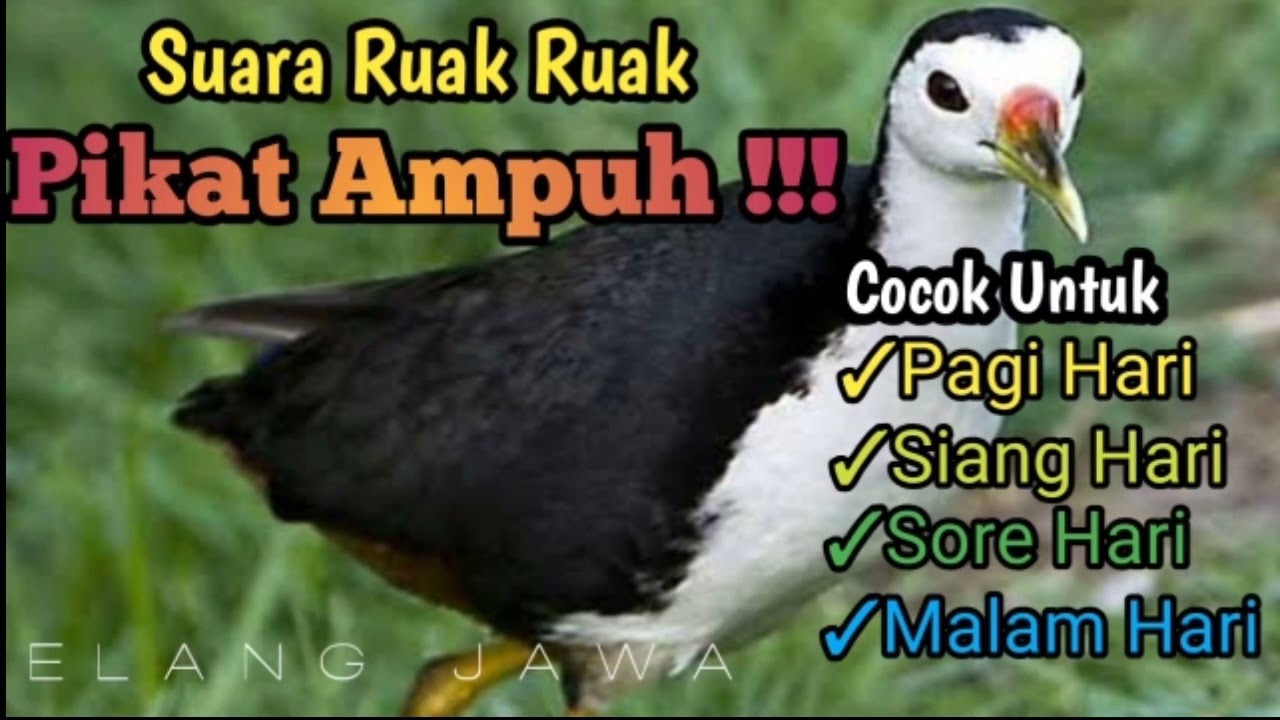 Ampuh suara pikat burung ruak ruak langsung banyak yang datang