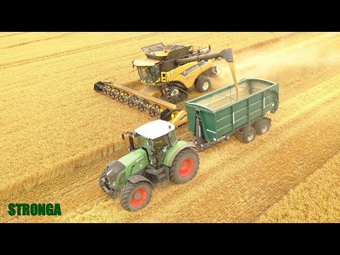 Video: Bendras grūdų derlius