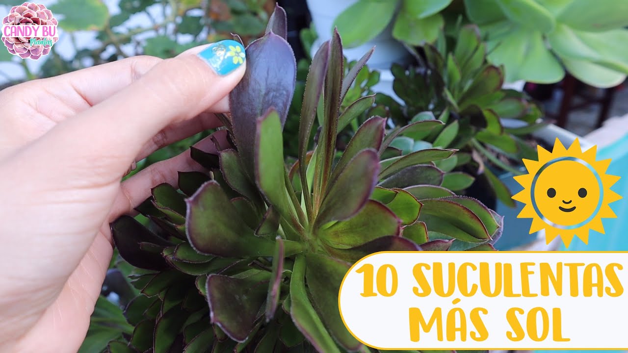 10 SUCULENTAS QUE LES GUSTA EL SOL DIRECTO│Candy Bu