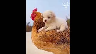Chicken Becomes Friends With A Puppy #shorts