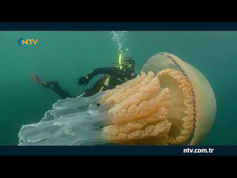 İnsan boyutunda dev denizanası