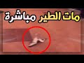 💈 رجل سعودي يقتل طير ( بكلمة ١ وحدة فقط ) 👁